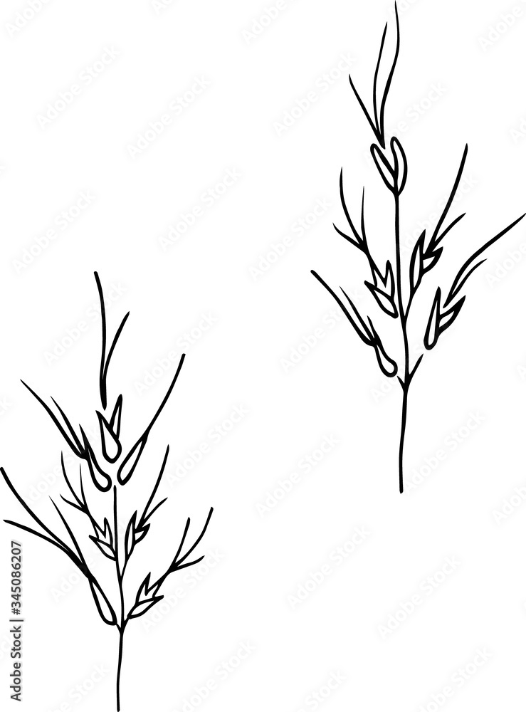 Obraz premium Cute hand drawn spikelets in doodle style isolated on white background. Sketch elements set for graphic and web.