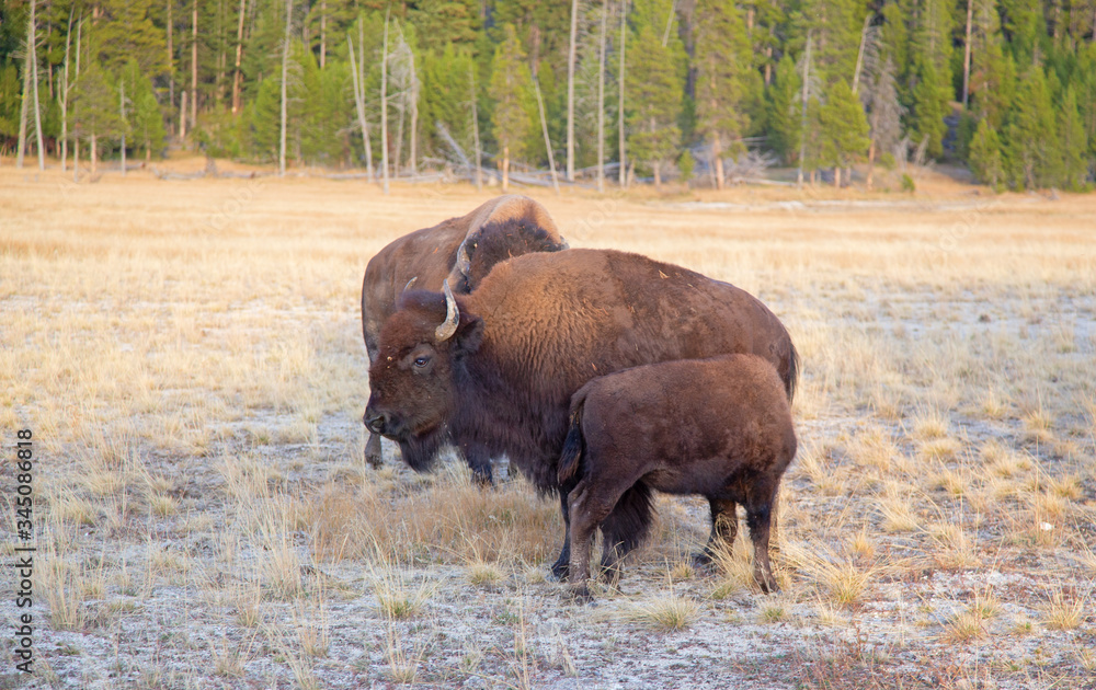 Bison Bison