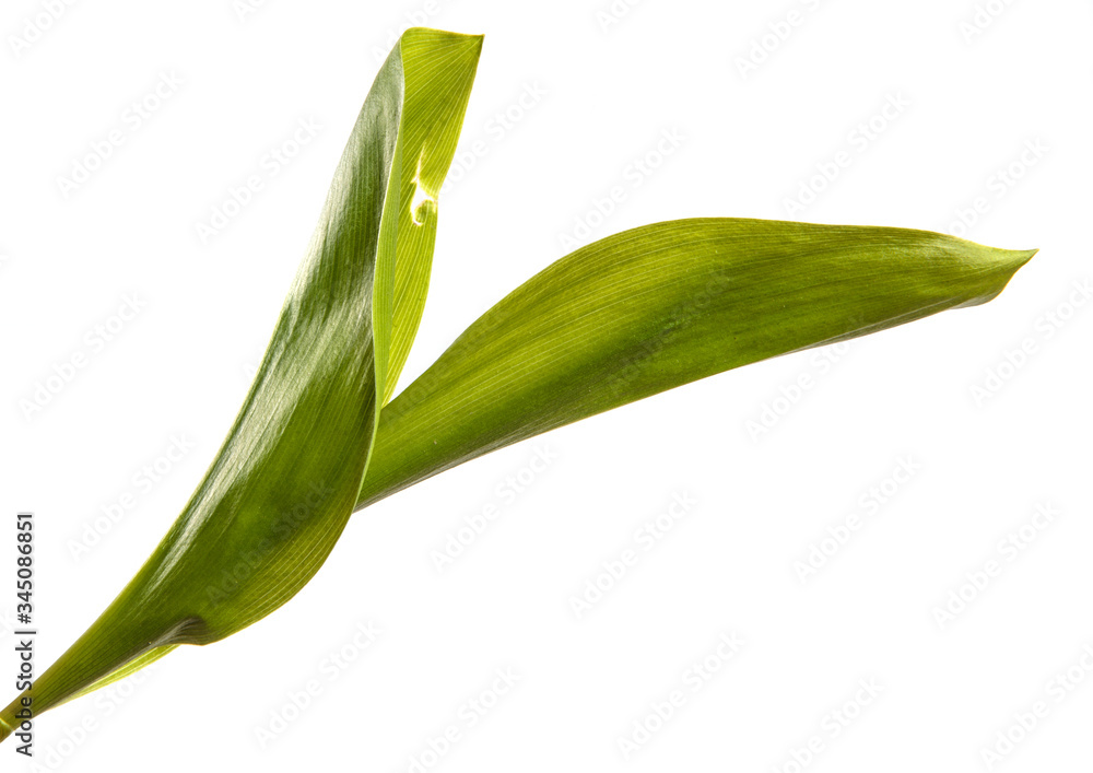 green lily of the valley leaves on a white background green lily of the valley leaves on a white background