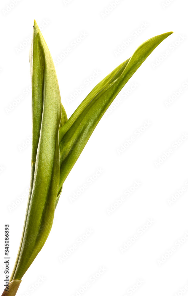 green lily of the valley leaves on a white background green lily of the valley leaves on a white background