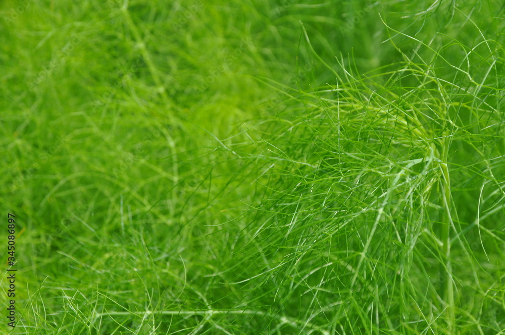 grüne gräser grüne gräser