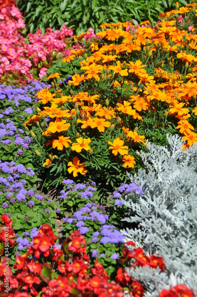 Obraz premium bunte blumen 