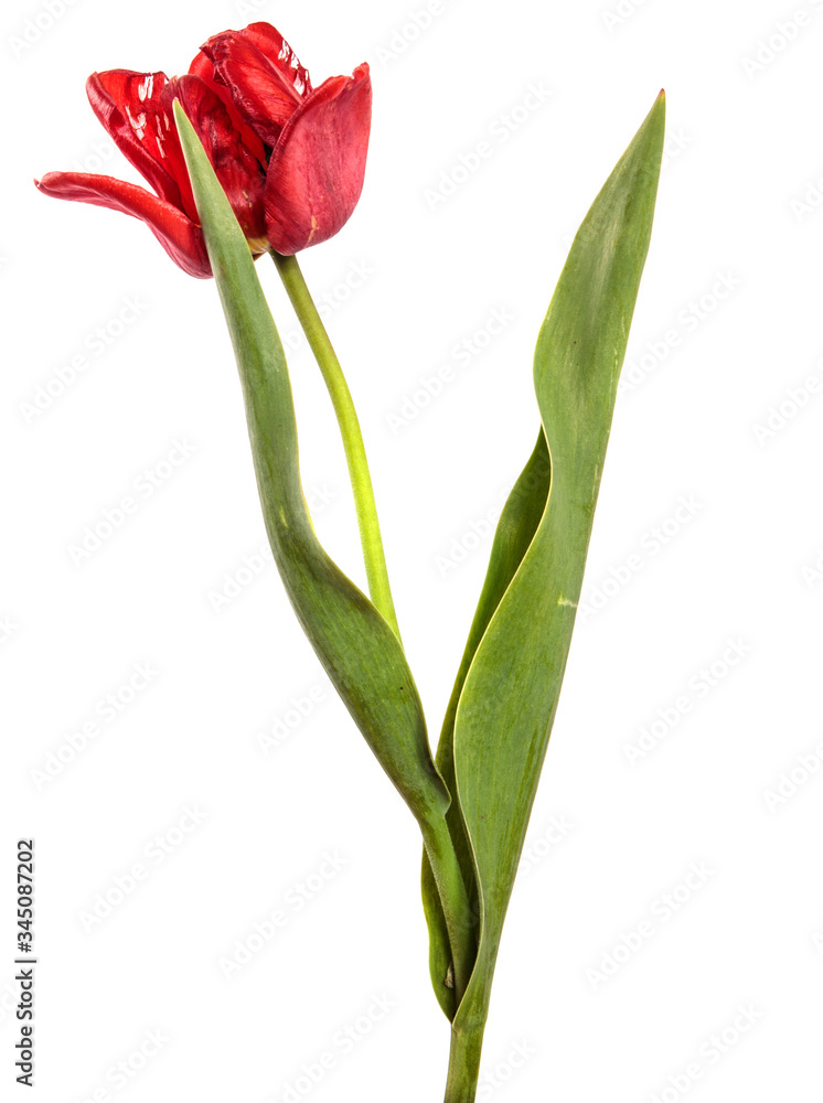 blooming red tulip on a white background blooming red tulip on a white background
