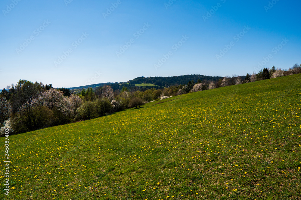 meadow in the mountains full of dandelions on a clear sunny day