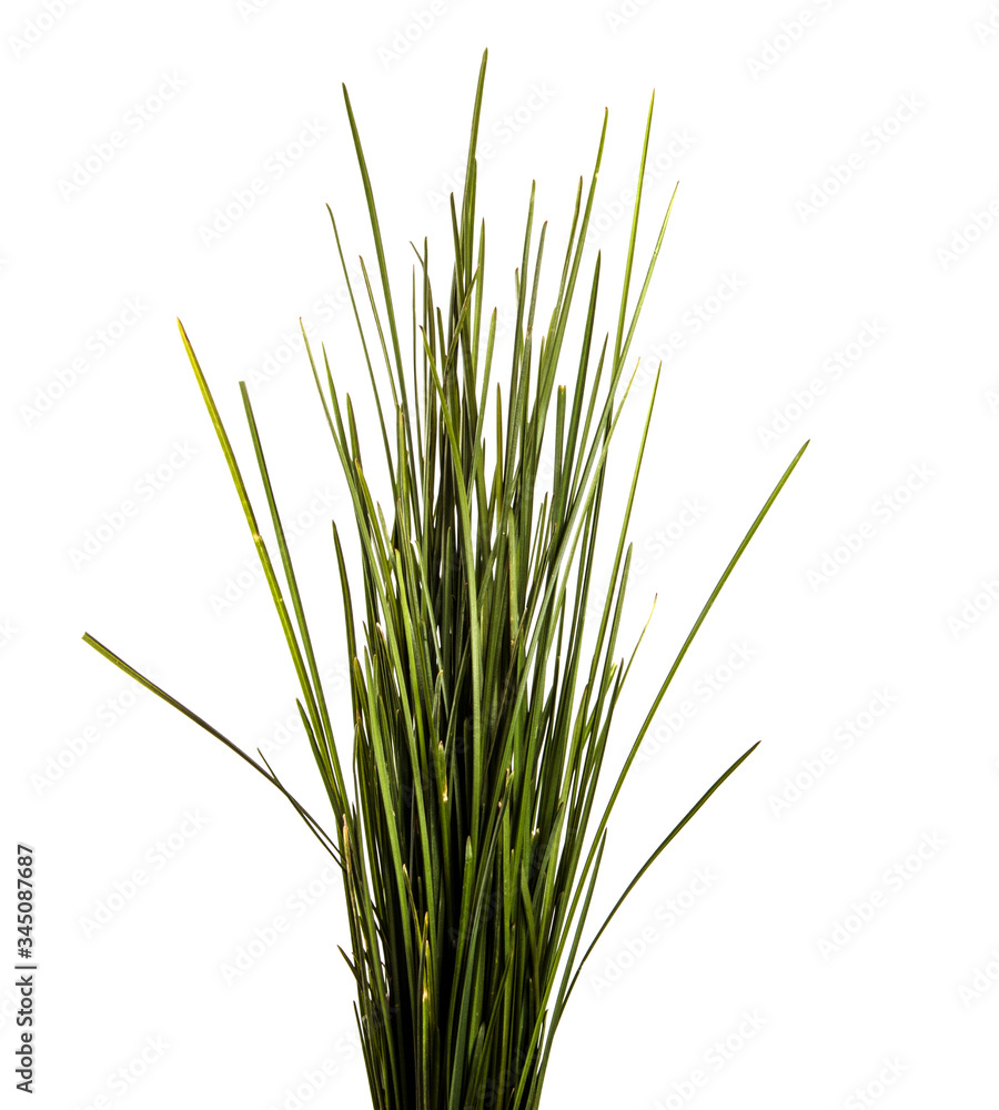 bunch of green lawn grass on a white background bunch of green lawn grass on a white background