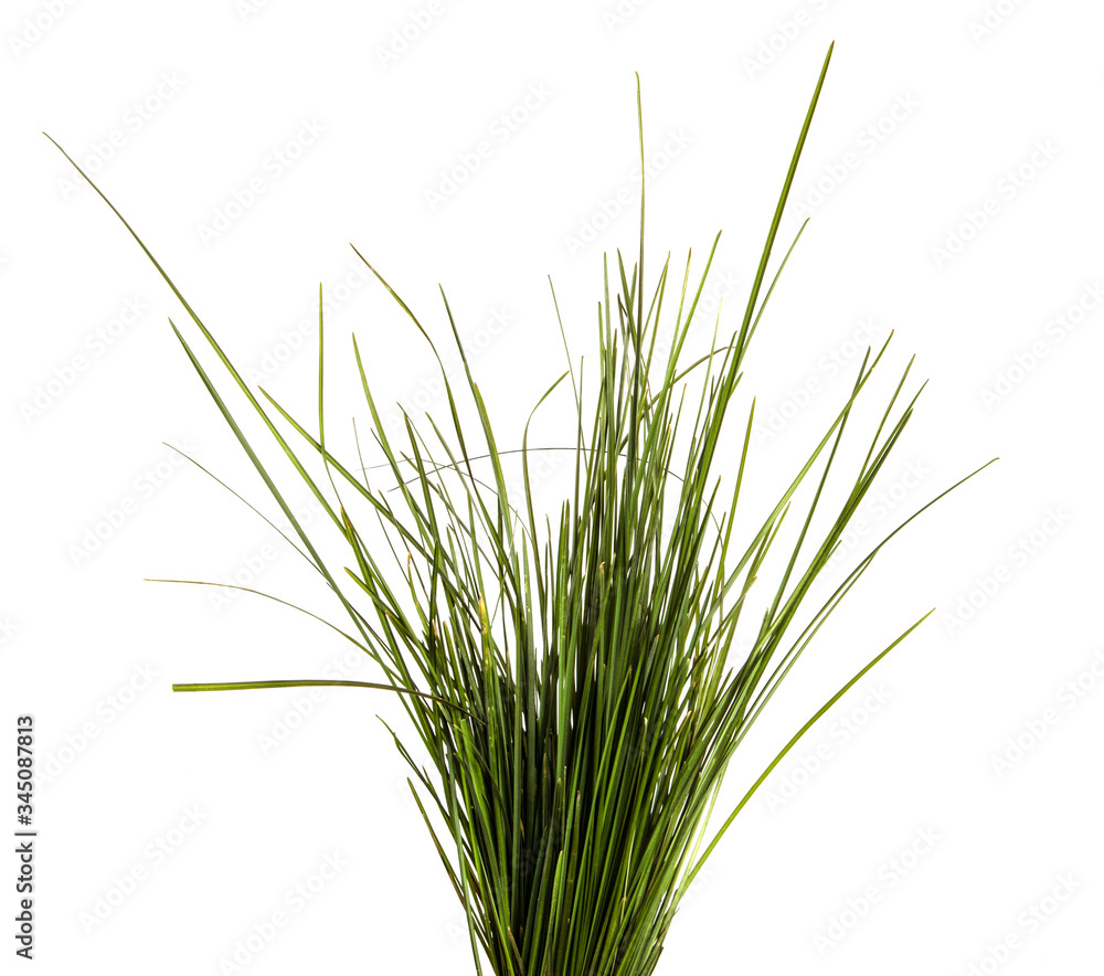 bunch of green lawn grass on a white background bunch of green lawn grass on a white background