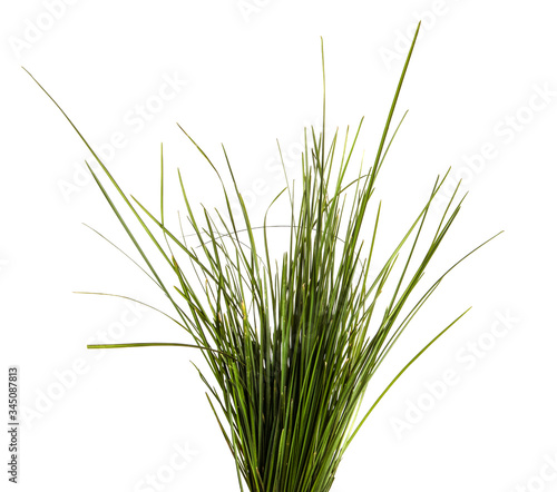 bunch of green lawn grass on a white background