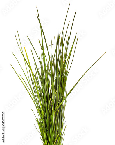 bunch of green lawn grass on a white background