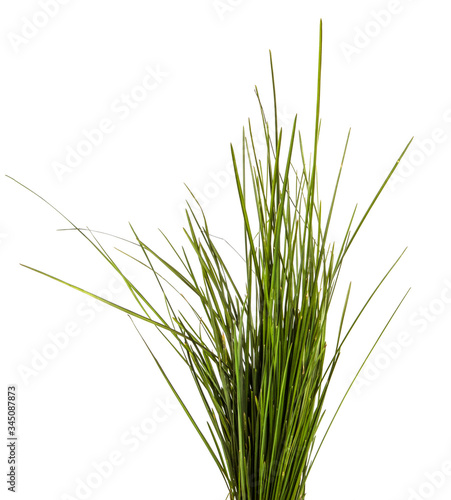 bunch of green lawn grass on a white background