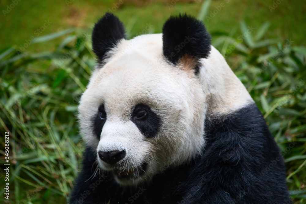 Obraz premium Panda bear