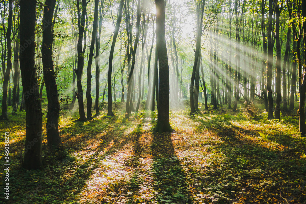 Obraz premium sun rays in forest