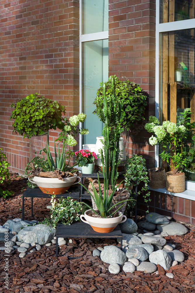 Indoor garden with flower pots among pebbles. Aloe, begonia, ivy, orchid, euphorbia