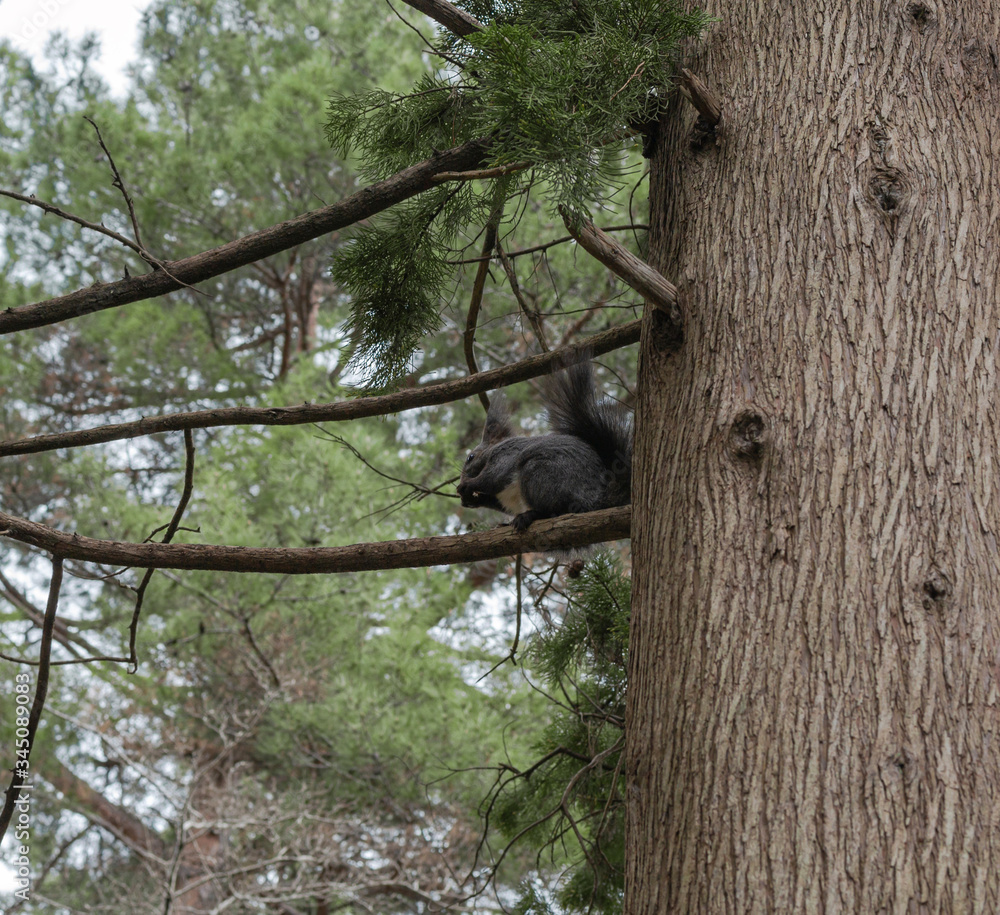 Obraz premium A grey squirrel sits and gnaws a nut on a spruce branch in a coniferous forest in spring