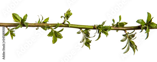 tree branch with young green leaves on a white background © toomler