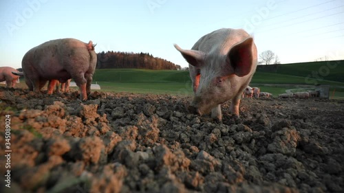 Free range domestic Pigs eating on a meadow in an organic meat farm
