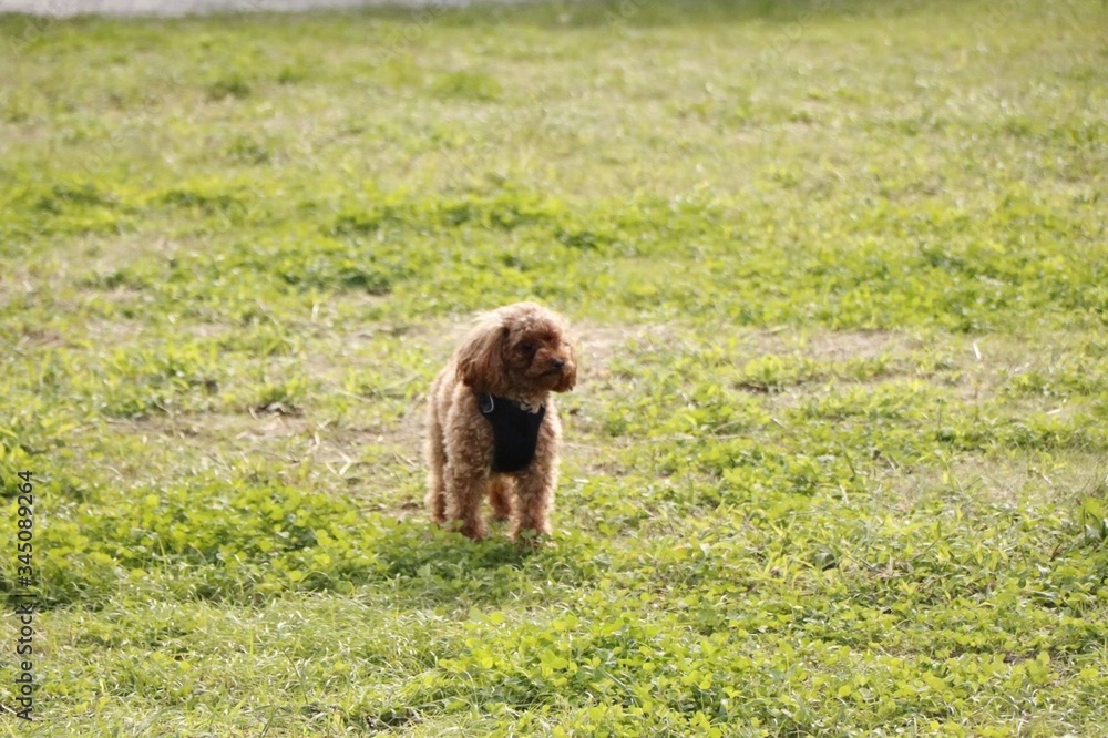 Fototapeta premium 公園で遊ぶプードル