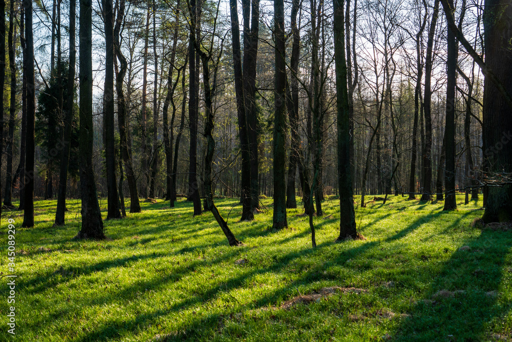 Fototapeta premium beautiful forest with green grass at sunrise, Czech Republic