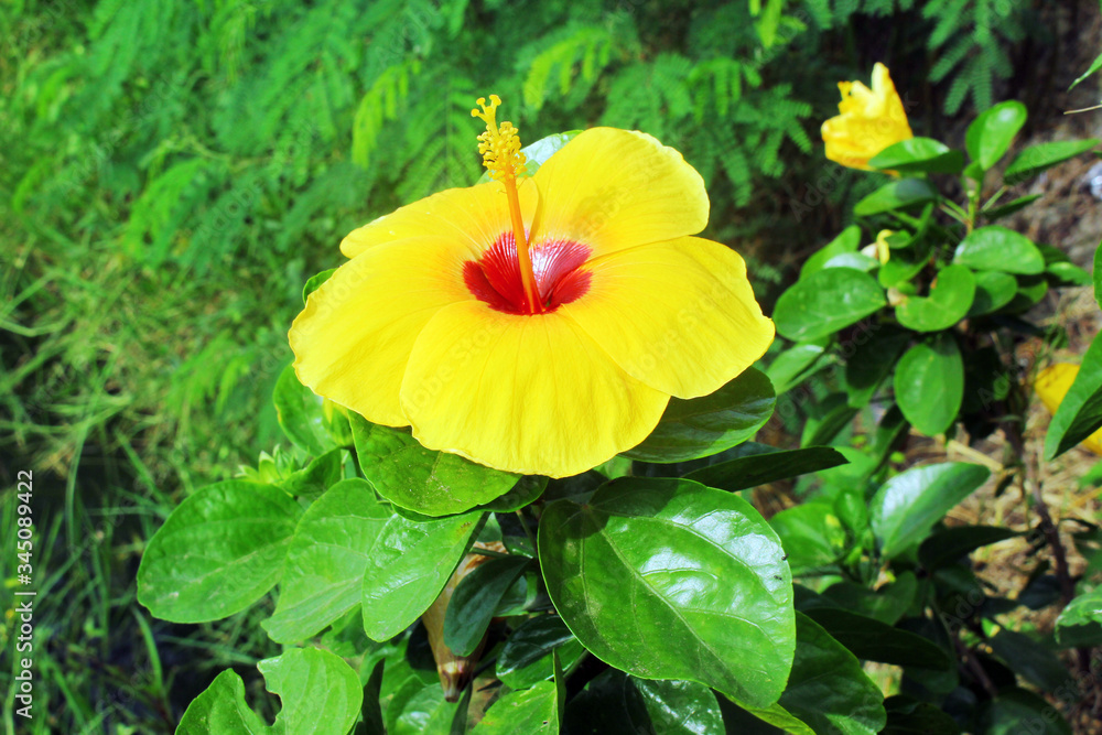 Hibiscus flowers in the garden.