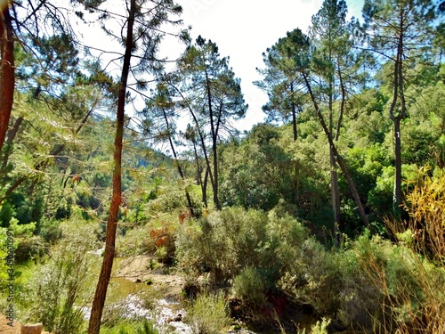 Impresionante paisaje de cascadas de agua y ríos que se abren paso entre el verde de la vegetación y el bosque en las montañas en el Parque Natural de la Sierra de Cazorla