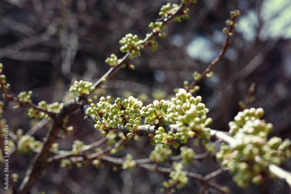 Blooming plum tree, blooming tree, flower buds on the tree, plum blossom, flowering branch Blooming plum tree, blooming tree, flower buds on the tree, plum blossom, flowering branch