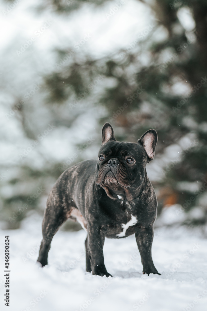 French bulldog posing in the winter park. Frenchie outside in the snow. French bulldog posing in the winter park. Frenchie outside in the snow.