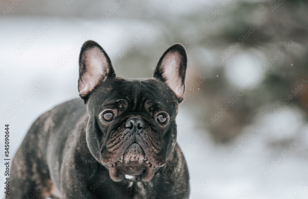 French bulldog posing in the winter park.  Frenchie outside in the snow.