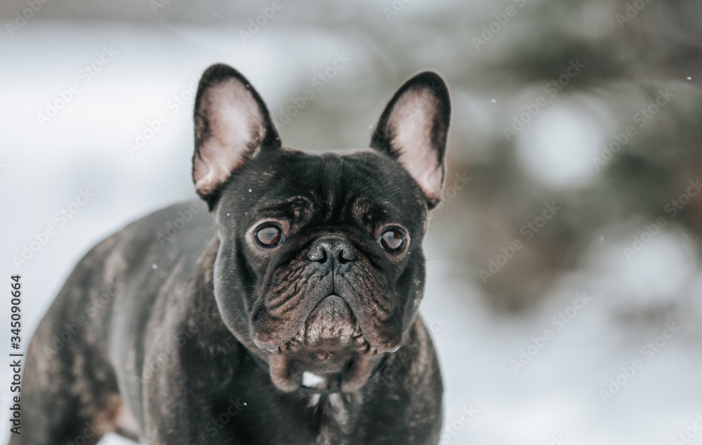French bulldog posing in the winter park. Frenchie outside in the snow.	