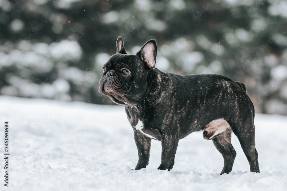 French bulldog posing in the winter park. Frenchie outside in the snow.	