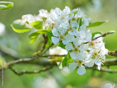 apple tree blossom