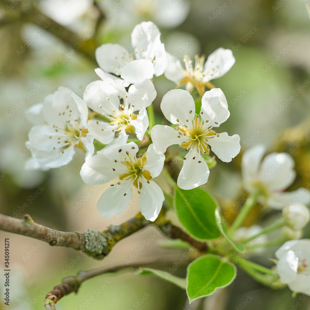 Fototapeta premium apple tree blossom