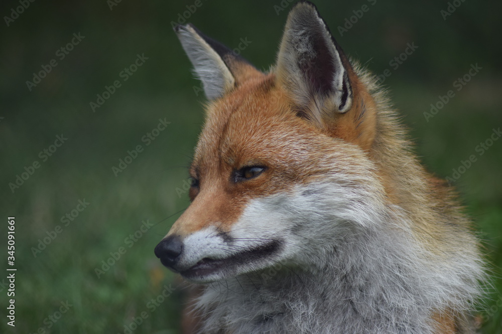 A moody fox staring into the distance A moody fox staring into the distance