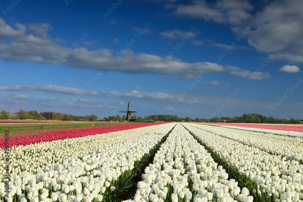 white and pink tulips by windmill on sunny day