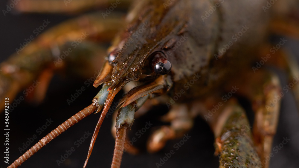 Live crayfish lies on the table Live crayfish lies on the table