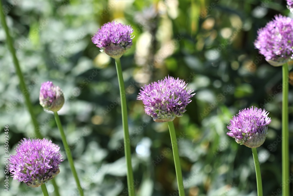 Fototapeta premium Ciboulette en fleur