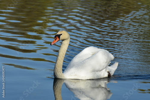 Vogelfotografie am See, photo