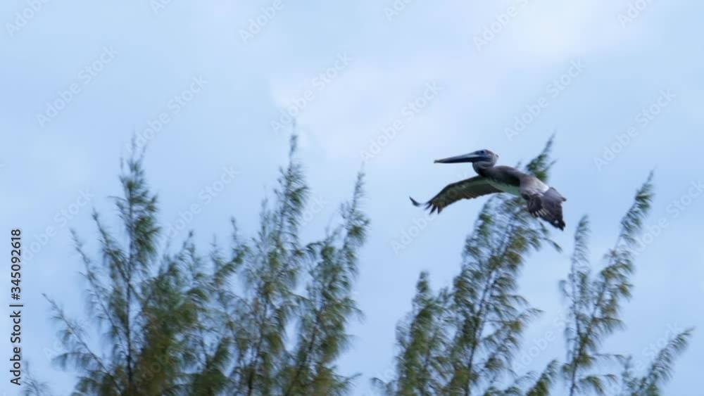 Low angle panning shot of pelican flying against cloudy sky - Belize City, Belize Low angle panning shot of pelican flying against cloudy sky - Belize City, Belize