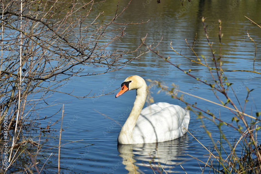 Fototapeta premium Vogelfotografie am See,