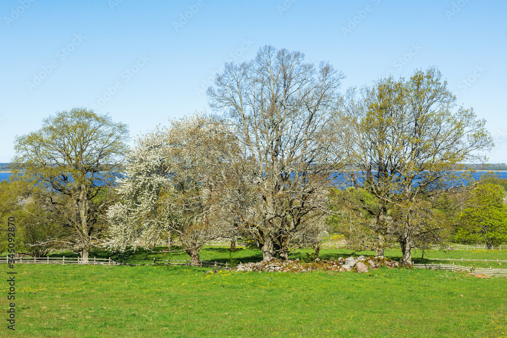 Grove of trees in spring in rural landscape Grove of trees in spring in rural landscape