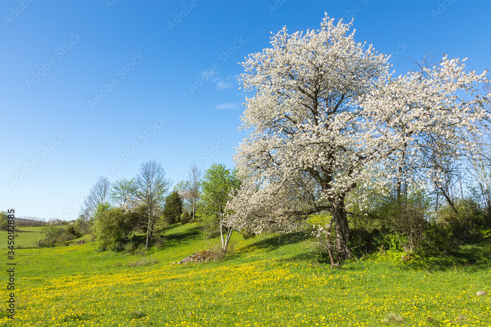 Idyllic landscape in the spring in a rural landscape Idyllic landscape in the spring in a rural landscape