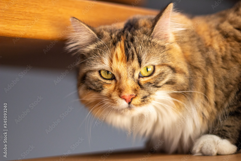 Katze Europäisch Langhaar gecheckt auf Treppe 
