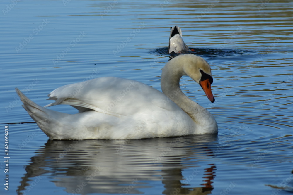 Naklejka premium Vogelfotografie am See,