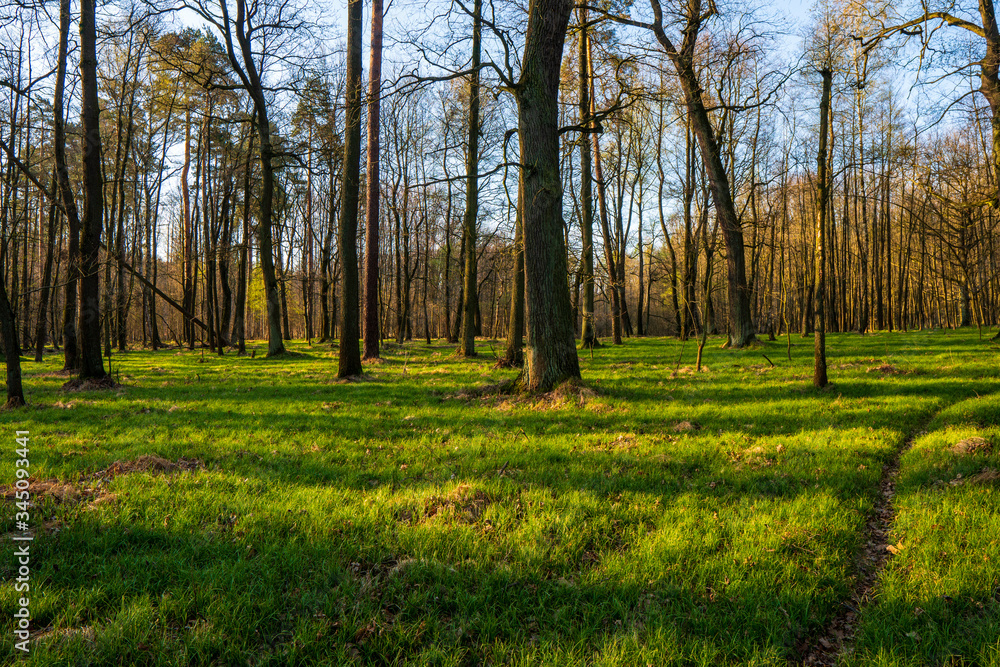 Fototapeta premium beautiful forest with green grass at sunrise, Czech Republic