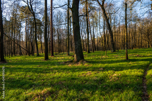 beautiful forest with green grass at sunrise, Czech Republic