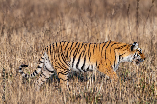 corbett tiger walking in grassland. Side view of full length tiger sighted in safari at dhikala zone of jim corbett national park or tiger reserve  uttarakhand  india