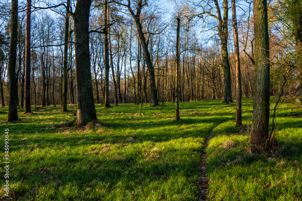 Fototapeta premium beautiful forest with green grass at sunrise, Czech Republic