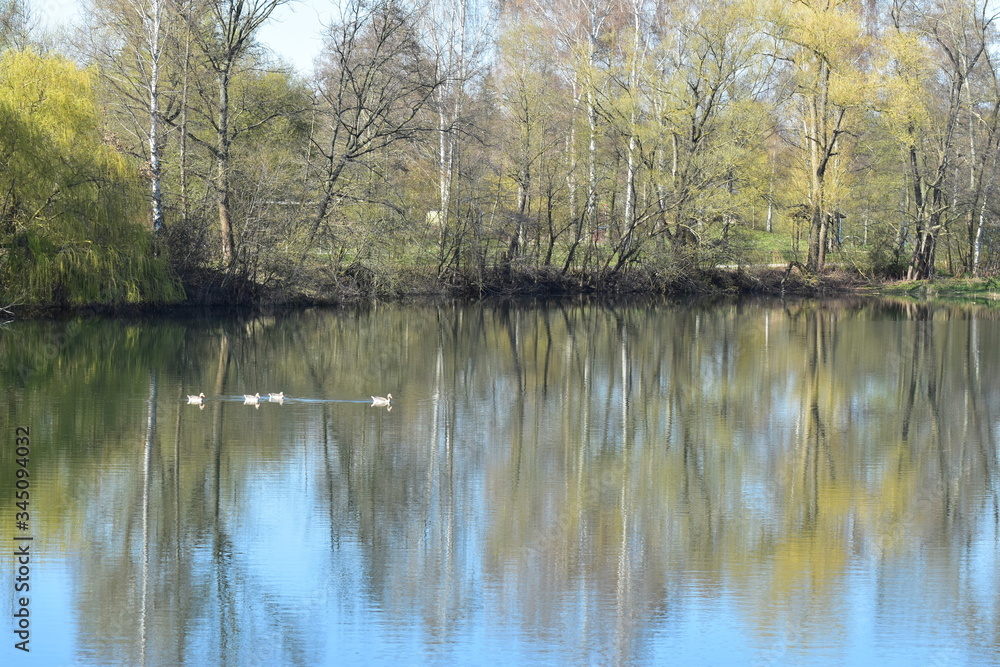 Fototapeta premium Vogelfotografie am See