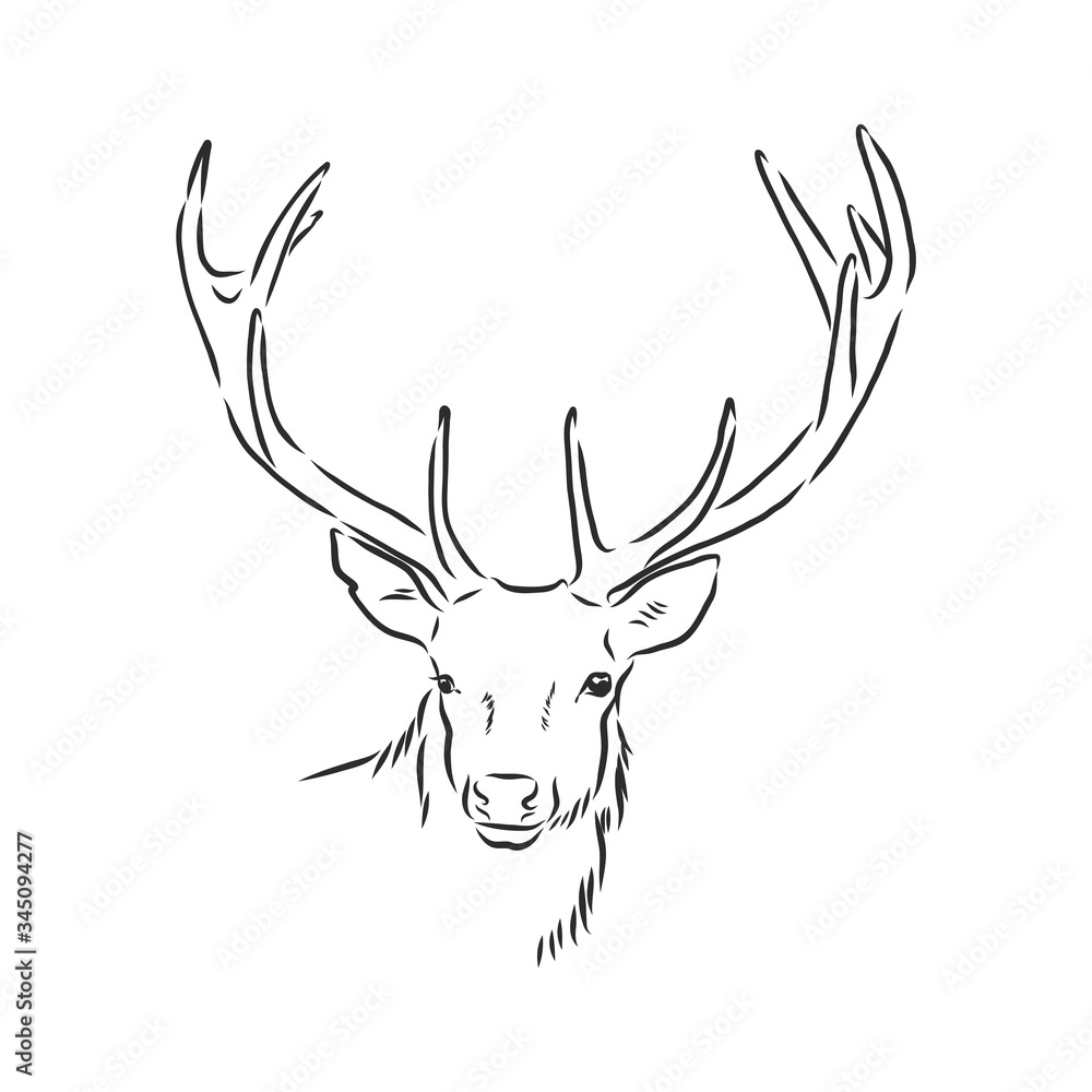 Fototapeta premium Deer portrait. Hand drawn vector illustration. Can be used separately from your design. portrait of a deer, deer head, vector sketch illustration