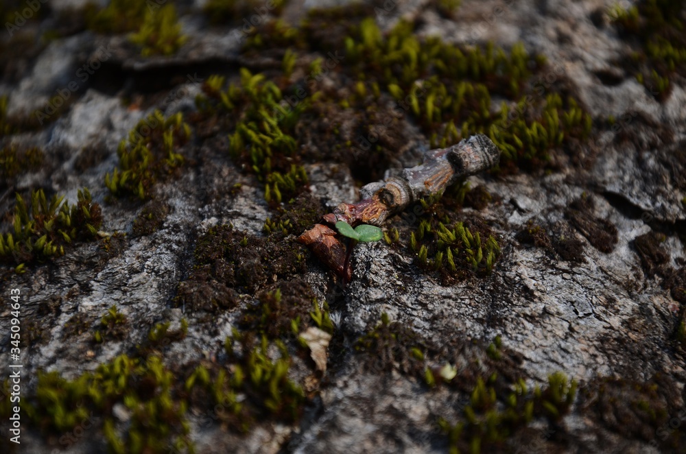 Fototapeta premium Moss. Forest which we are looking for. 4/04/2020.