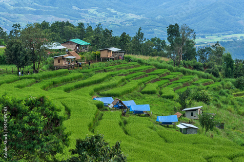 Rice Field  papongpieng north,chiangmai;Thailand  photo