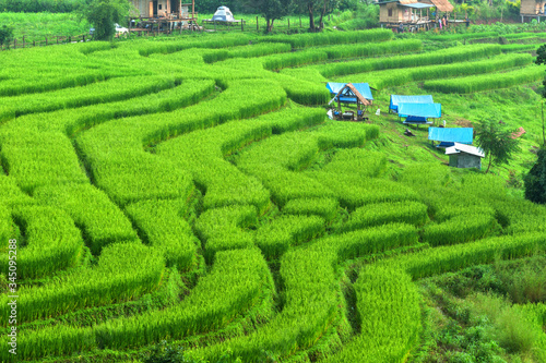 Rice Field  papongpieng north,chiangmai;Thailand  photo